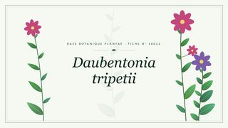 Planche botanique stylisée de Daubentonia tripetii