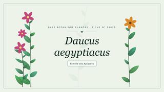 Planche botanique stylisée de Daucus aegyptiacus, famille des Apiacées