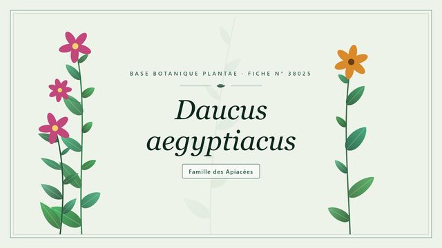 Daucus aegyptiacus : conseils et analyse Planche botanique stylisée de Daucus aegyptiacus, famille des Apiacées