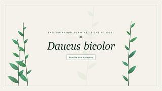 Planche botanique stylisée de Daucus bicolor, famille des Apiacées
