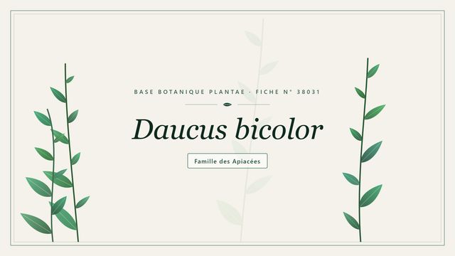Daucus bicolor : décryptage Planche botanique stylisée de Daucus bicolor, famille des Apiacées