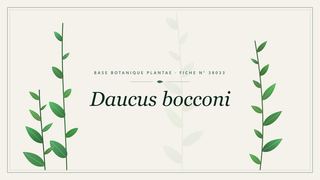Planche botanique stylisée de Daucus bocconi