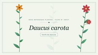 Planche botanique stylisée de Daucus carota, famille des Apiaceae
