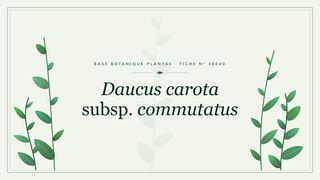 Planche botanique stylisée de Daucus carota subsp. commutatus