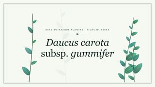 Planche botanique stylisée de Daucus carota subsp. gummifer
