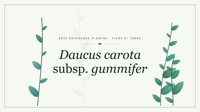 Daucus carota subsp. gummifer : fiche descriptive et taxonomie Planche botanique stylisée de Daucus carota subsp. gummifer