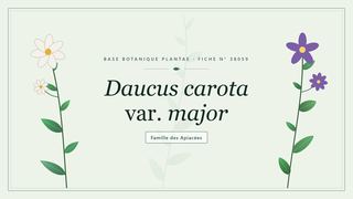 Planche botanique stylisée de Daucus carota var. major, famille des Apiacées