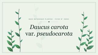 Planche botanique stylisée de Daucus carota var. pseudocarota
