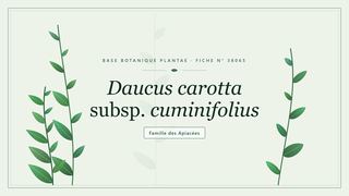 Planche botanique stylisée de Daucus carotta subsp. cuminifolius, famille des Apiacées