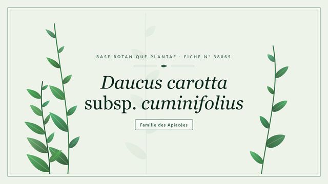 Daucus carota subsp. cuminifolius Planche botanique stylisée de Daucus carotta subsp. cuminifolius, famille des Apiacées