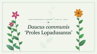 Planche botanique stylisée de Daucus communis ‘Proles Lopadusanus’