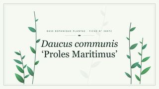 Planche botanique stylisée de Daucus communis ‘Proles Maritimus’