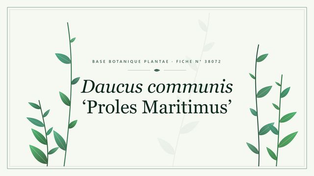 Daucus communis proles maritimus : fiche descriptive et taxonomie Planche botanique stylisée de Daucus communis ‘Proles Maritimus’