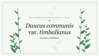 Planche botanique stylisée de Daucus communis var. timbalianus (Carotte commune)