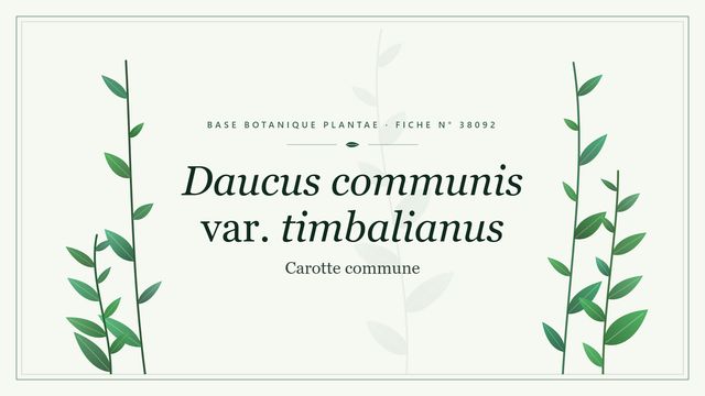 Daucus communis var. timbalianus Planche botanique stylisée de Daucus communis var. timbalianus (Carotte commune)
