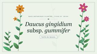 Planche botanique stylisée de Daucus gingidium subsp. gummifer, famille des Apiacées