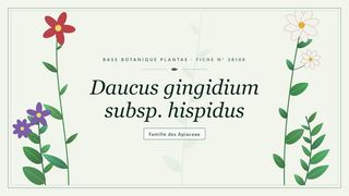 Planche botanique stylisée de Daucus gingidium subsp. hispidus, famille des Apiaceae