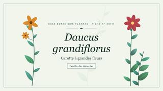 Planche botanique stylisée de Daucus grandiflorus (Carotte à grandes fleurs), famille des Apiacées