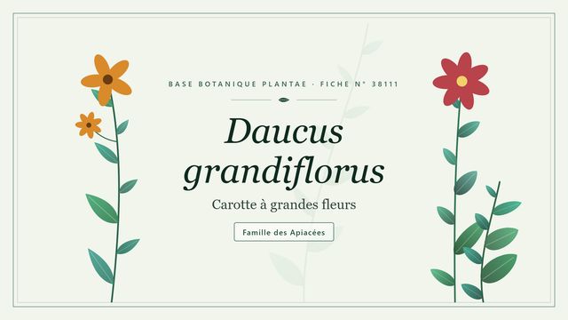 Daucus grandiflorus : ce qu'il faut savoir Planche botanique stylisée de Daucus grandiflorus (Carotte à grandes fleurs), famille des Apiacées