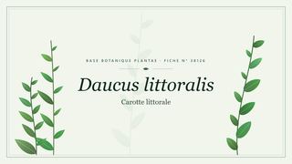 Planche botanique stylisée de Daucus littoralis (Carotte littorale)