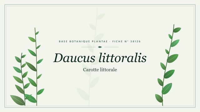 Daucus littoralis : conseils et analyse Planche botanique stylisée de Daucus littoralis (Carotte littorale)