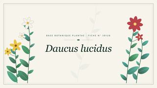 Planche botanique stylisée de Daucus lucidus