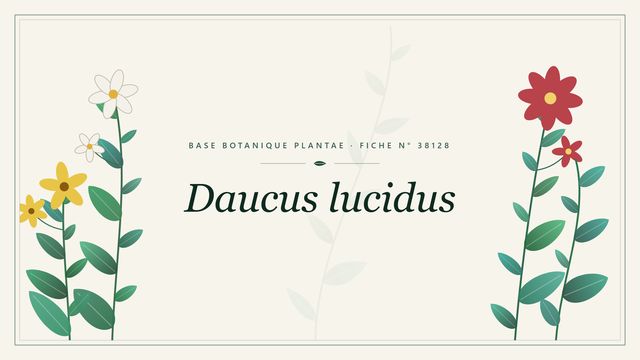 Daucus lucidus : fiche descriptive et taxonomie Planche botanique stylisée de Daucus lucidus
