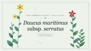 Planche botanique stylisée de Daucus maritimus subsp. serratus, famille des Apiacées