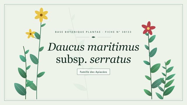 Daucus maritimus subsp. serratus Planche botanique stylisée de Daucus maritimus subsp. serratus, famille des Apiacées