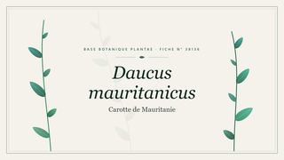 Planche botanique stylisée de Daucus mauritanicus (Carotte de Mauritanie)