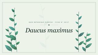 Planche botanique stylisée de Daucus maximus