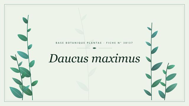 Daucus maximus : fiche descriptive et taxonomie Planche botanique stylisée de Daucus maximus
