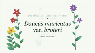 Planche botanique stylisée de Daucus muricatus var. broteri, famille des Apiaceae