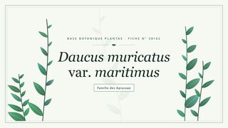 Planche botanique stylisée de Daucus muricatus var. maritimus, famille des Apiaceae