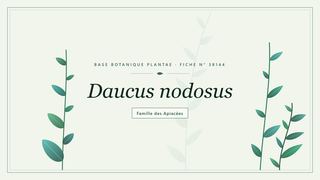 Planche botanique stylisée de Daucus nodosus, famille des Apiacées