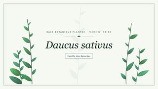 Planche botanique stylisée de Daucus sativus, famille des Apiacées
