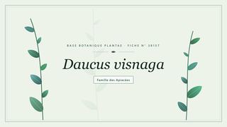 Planche botanique stylisée de Daucus visnaga, famille des Apiacées
