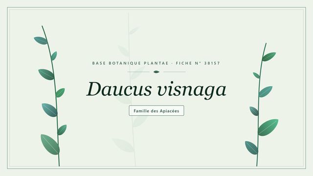 Daucus visnaga : décryptage Planche botanique stylisée de Daucus visnaga, famille des Apiacées