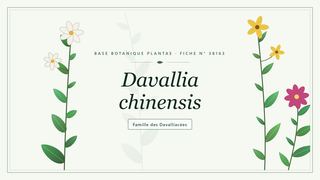 Planche botanique stylisée de Davallia chinensis, famille des Davalliacées