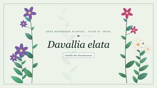 Planche botanique stylisée de Davallia elata, famille des Davalliaceae