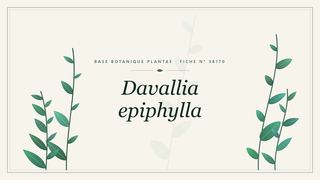 Planche botanique stylisée de Davallia epiphylla
