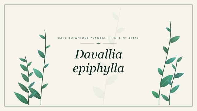 Davallia epiphylla : fiche descriptive et taxonomie Planche botanique stylisée de Davallia epiphylla
