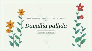 Planche botanique stylisée de Davallia pallida, famille des Davalliaceae