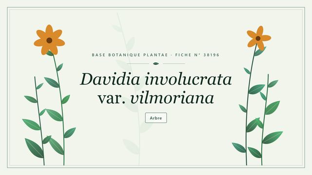 Davidia involucrata var. vilmoriana : fiche descriptive et taxonomie Planche botanique stylisée de Davidia involucrata var. vilmoriana