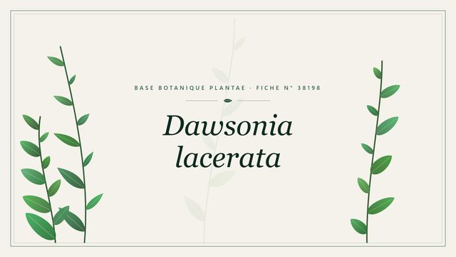 Dawsonia lacerata : fiche descriptive et taxonomie Planche botanique stylisée de Dawsonia lacerata