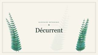 Illustration botanique stylisée du terme « Décurrent » du glossaire