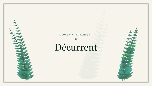 Décurrent : les bases Illustration botanique stylisée du terme « Décurrent » du glossaire