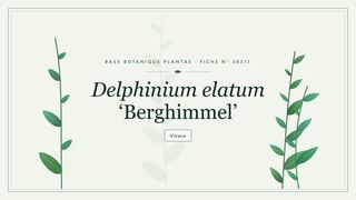 Planche botanique stylisée de Delphinium elatum ‘Berghimmel’