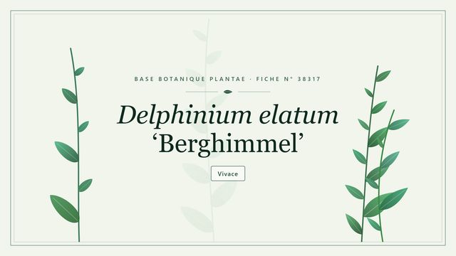 Delphinium elatum grp berghimmel : fiche descriptive et taxonomie Planche botanique stylisée de Delphinium elatum ‘Berghimmel’