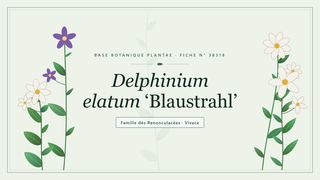 Planche botanique stylisée de Delphinium elatum ‘Blaustrahl’, famille des Renonculacées